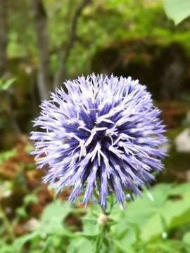 Blue Globe Thistle - Echinops bannaticus Stock Photos