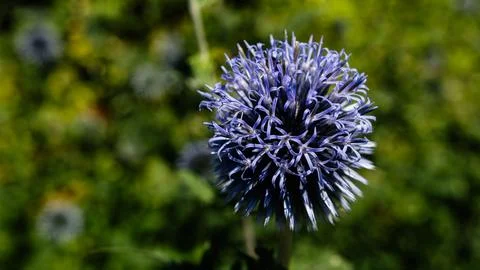 Blue Globe Thistle (Echinops ritro) Flower Close Up in Summer Garden Stock Photos