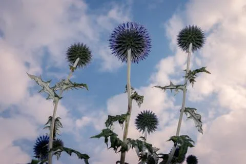 The blue globe thistle fully blooming in the summertime, Stock Photos