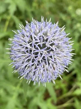 Blue Globe Thistle Foto stock