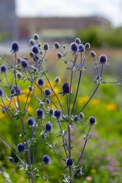 Blue Globe Thistle Plants Stock Photos