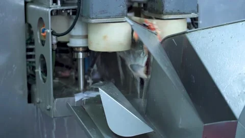 A blue-gloved worker's hands pick up a cut salmon fillet. Stock Footage 158630561