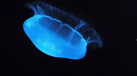 Blue glowing jellyfish 스톡 동영상 8848014
