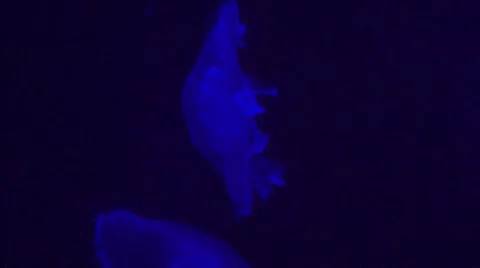 Blue glowing Jellyfish Video stock 43301984