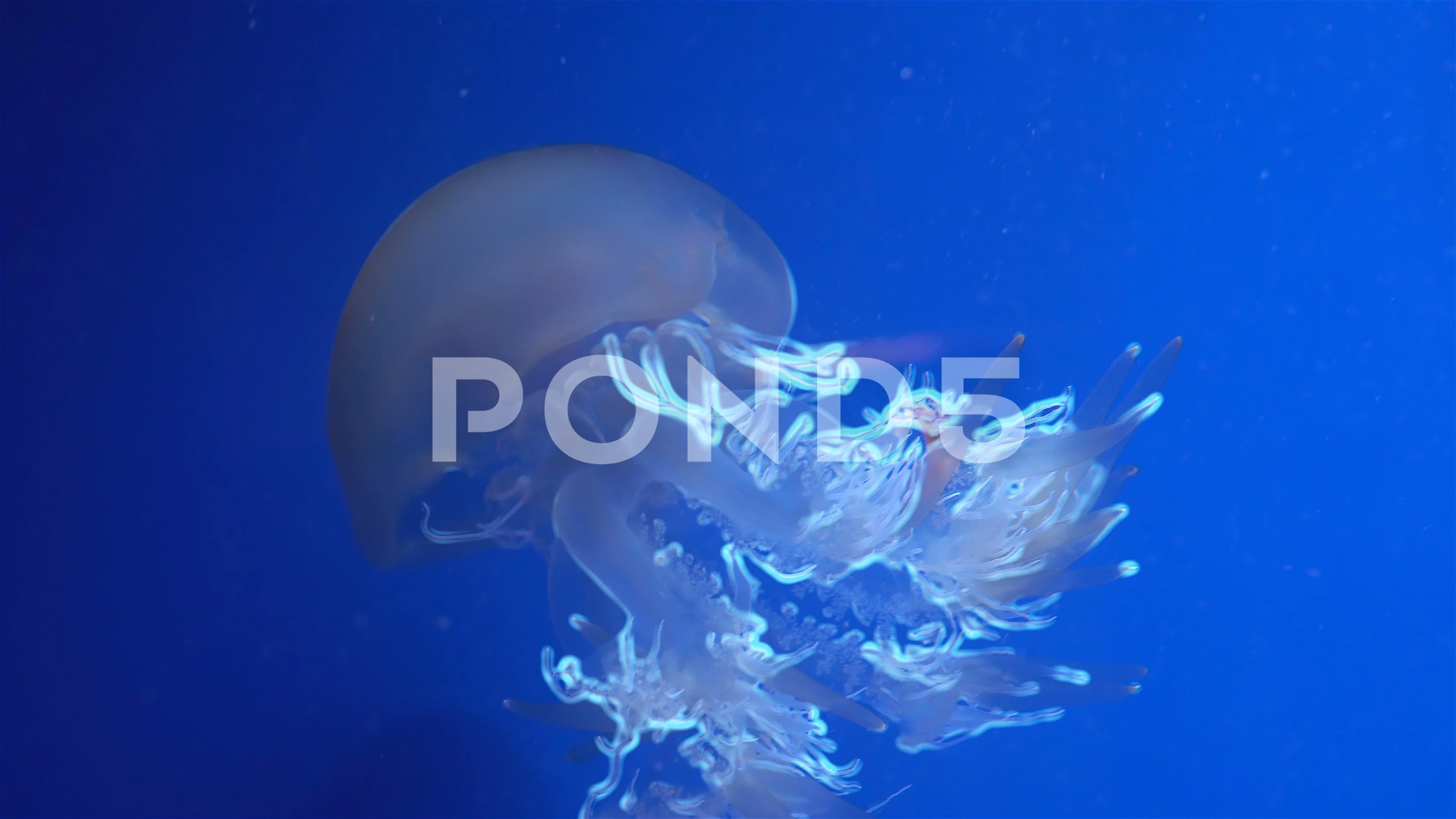 Blue glowing jellyfish moving in the dar... | Stock Video | Pond5