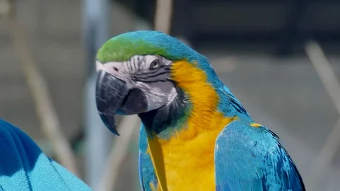 Blue Gold Macaw Feeding With Seeds Stock Footage