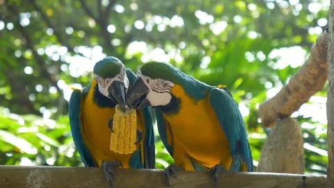Blue-Gold Macaws share a cob of corn 스톡 동영상 109131689