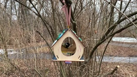 Blue is the grain from the feeder Stock Footage 152072977