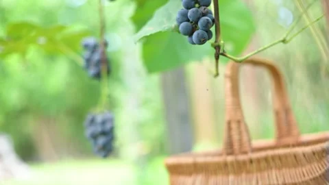 Blue grape bunch in man hands with scissors close up Video stock 251569808