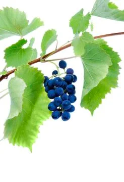 Blue grape cluster with leaves Foto stock