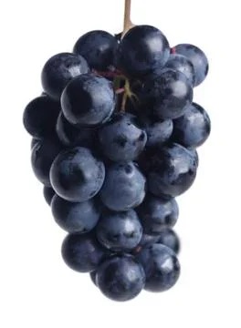 Blue grape cluster Stock Photos