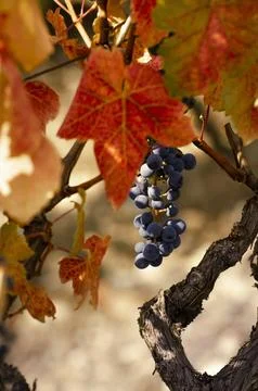 Blue grape cluster on vine closeup photo Stock Photos