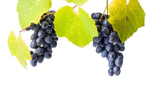 Blue grape clusters on white Stock-Fotos