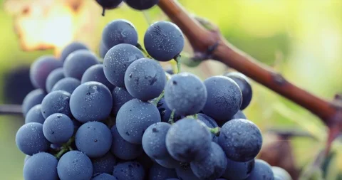 Blue grape with dew drops Stock Footage 94926097