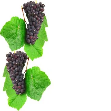 Blue grape with green leaf, isolated on white background 스톡 사진