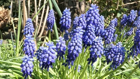 Blue grape hyacinth blossom in springtime. wild solitary bee feedling 스톡 동영상 108311680