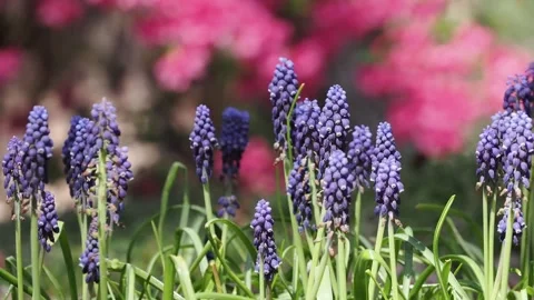 Blue grape hyacinth flowers bloom in a garden with pink blossoms. Stock Footage 345616528