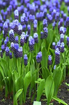 Blue grape hyacinth Stock Photos