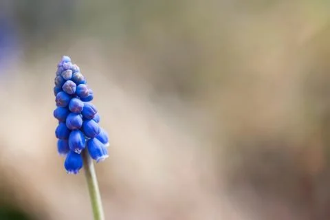Blue Grape Hyacinth Stock Photos