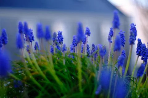 Blue Grape Hyacinth in soft focus Stock Photos