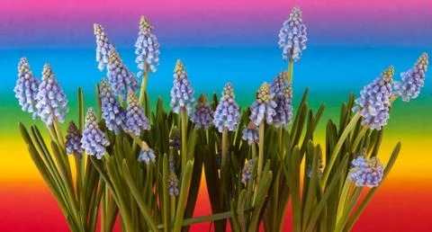Blue grape hyacinths Stock Photos