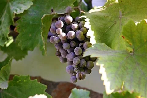 Blue grape Stock Photos