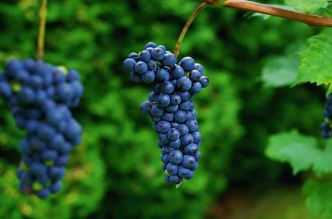 Blue Grape Stock Photos