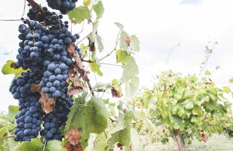 Blue grapes Blue grapes in the array ,model released, Symbolfoto Copyright... Foto stock