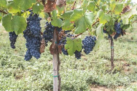Blue grapes Blue grapes in the array ,model released, Symbolfoto Copyright... Stock Photos