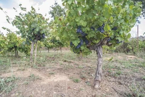 Blue grapes Blue grapes in the array ,model released, Symbolfoto Copyright... Stock Photos
