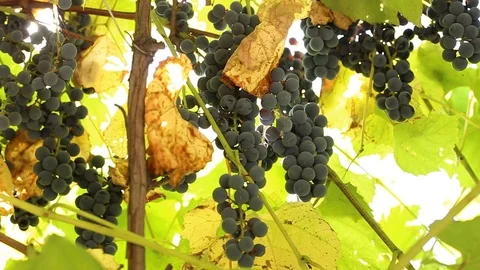 Blue grapes on a branch Stock-Footage 90864676