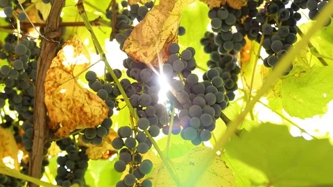 Blue grapes on a branch Stock Footage 94386768