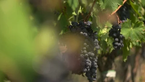 Blue grapes brushes close up Stock Footage 69905279