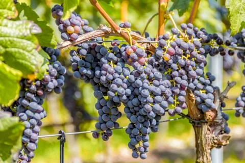 Blue grapes closeup Stock Photos