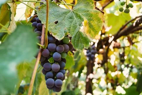 Blue grapes in the fall in the vineyard. Isabella grape variety. Stock Photos