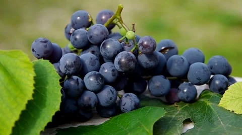 Blue grapes Stock Footage 41921359