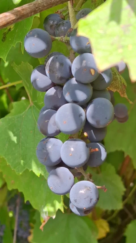 Blue grapes Stock-Footage 344479960