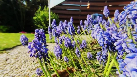 Blue grapes in the garden Stock Footage 107186407