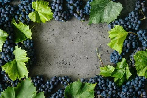 Blue grapes with green leaf on a rustic background. Stock Photos
