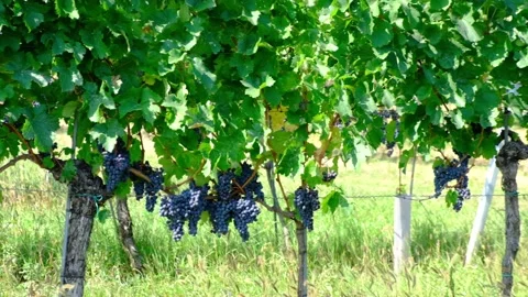 Blue grapes in green vineyard Stock Footage 139516636
