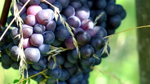 Blue grapes in green vineyard Stock Footage 139517239