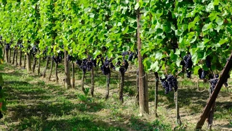 Blue grapes in green vineyard Stock Footage 139517534