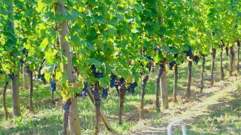 Blue grapes in green vineyard Stock Footage 139517568
