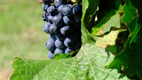 Blue grapes in green vineyard Stock Footage 139517601