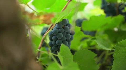 Blue grapes growing close up, smooth camera movement Stock Footage 237096443