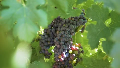 Blue grapes - handheld shot Stock Footage 307086419