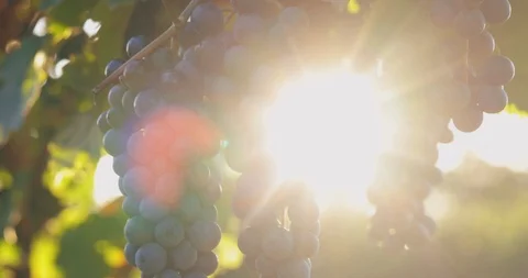 Blue grapes hanging in a grapevine during a breeze Stock Footage 117711741
