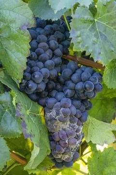 Blue grapes infested with gray mold Stock Photos