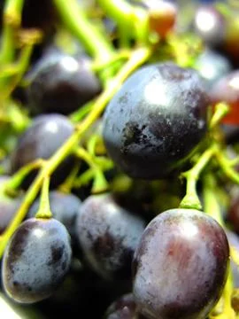 Blue grapes Stock Photos