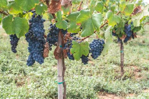 Blue grapes Stock Photos
